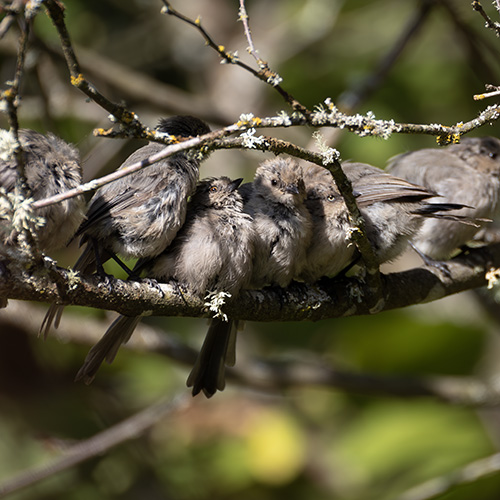 Bushtit
